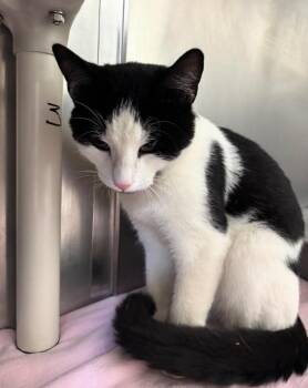 Brett -  Domestic Short Hair Cat for Adoption in Pomona, New York - Brett | PetCurious