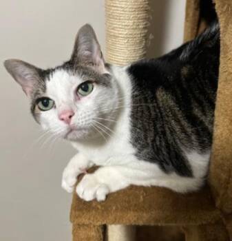 Rescue Tabby Cats for Adoption in Tulsa, Oklahoma - DOLLY | PetCurious
