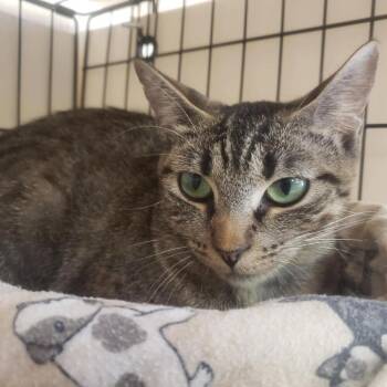Bonni -  Domestic Short Hair Cat for Adoption in Candler, North Carolina - Bonni | PetCurious