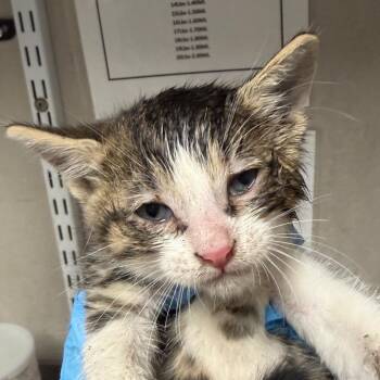 Tabasco -  Domestic Short Hair Cat for Adoption in Yuma, Arizona - Tabasco | PetCurious