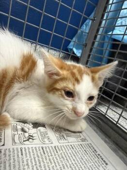 A186055 -  Domestic Short Hair Cat for Adoption in Pasadena, Texas - A186055 | PetCurious