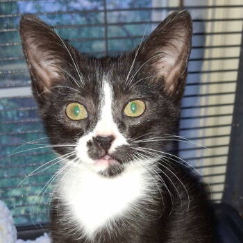 Rescue American Shorthair Cats for Adoption in Dallas, Texas - Ernie | PetCurious