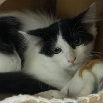Shiitake -  Domestic Long Hair Cat for Adoption in Gainesville, Florida - Shiitake | PetCurious