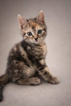 Domestic Short Hair Cats Available for Adoption - Sparrow | PetCurious