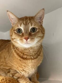 Cinnamon -  Domestic Short Hair Cat for Adoption in Hayward, Wisconsin - Cinnamon | PetCurious