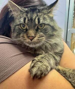Maine Coon and Domestic Medium Hair Cats Available for Adoption in Chicago, Illinois - Winston (aka Thimble) | PetCurious