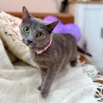 Moon Majestic Green-Eyes River -  Dilute Tortoiseshell and Domestic Short Hair Cat for Adoption in Friendswood, Texas - Moon Majestic Green-Eyes River | PetCurious