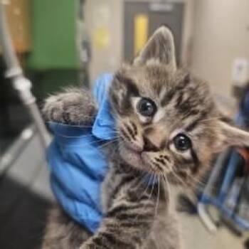 Lila -  Domestic Short Hair Cat for Adoption in Kansas City, Missouri - Lila | PetCurious
