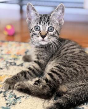 Embezzlement -  Domestic Short Hair Cat for Adoption in Trenton, New Jersey - Embezzlement | PetCurious