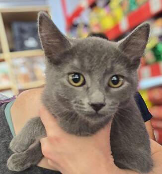 Roni -  Domestic Short Hair Cat for Adoption in Antioch, California - Roni | PetCurious