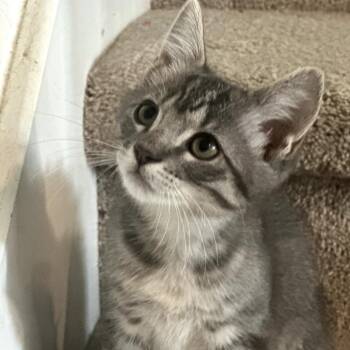 Ben -  Domestic Short Hair Cat for Adoption in Fort Worth, Texas - Ben | PetCurious