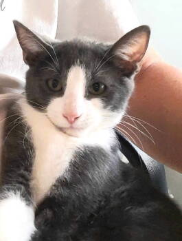 Rescue Domestic Short Hair Cats for Adoption in Seal Beach, California - Kitten Iggy Pop | PetCurious