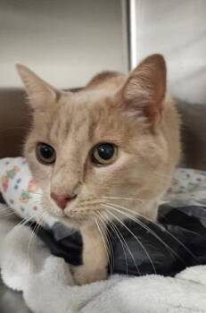 Ginseng -  Domestic Short Hair Cat for Adoption in Fairfax, Virginia - Ginseng | PetCurious
