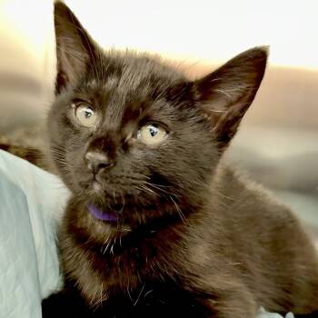 Rescue Domestic Short Hair Cats for Adoption in Marshall, Virginia - Purple | PetCurious