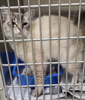 CHARM -  Domestic Medium Hair and Domestic Short Hair Cat for Adoption in Anchorage, Alaska - CHARM | PetCurious