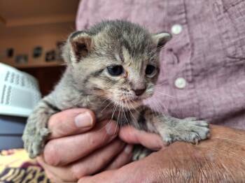 Merry -  Domestic Short Hair Cat for Adoption in Deming, New Mexico - Merry | PetCurious