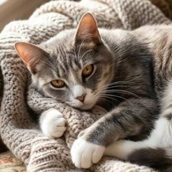 Domestic Short Hair Cats Available for Adoption - Nadia (WG) | PetCurious