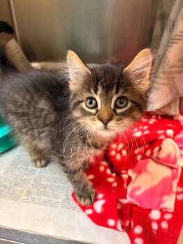 Toast -  Domestic Short Hair Cat for Adoption in Detroit, Michigan - Toast | PetCurious