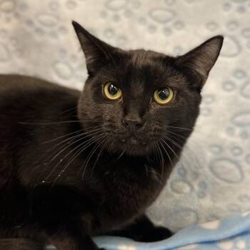 Spooky -  Domestic Short Hair Cat Available for Adoption in Buffalo, New York - Spooky | PetCurious