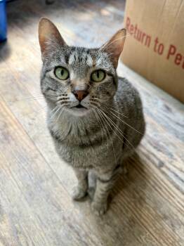 Domestic Short Hair Cats Available for Adoption in Shreveport, Louisiana - Lady | PetCurious