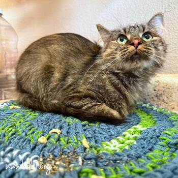 Betty -  Domestic Medium Hair Cat for Adoption in Cheyenne, Wyoming - Betty | PetCurious