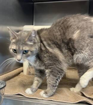 Rescue Domestic Short Hair Cats for Adoption in Fallston, Maryland - Nala Bean | PetCurious