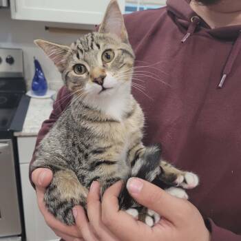 MOCHI -  Domestic Short Hair Cat for Adoption in Grand Forks, North Dakota - MOCHI | PetCurious