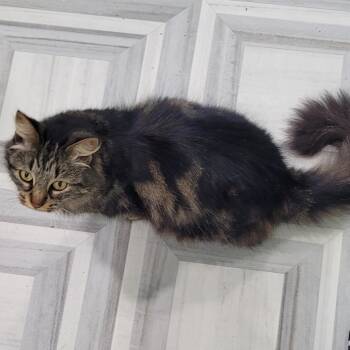 Beans -  Domestic Medium Hair Cat for Adoption in Coos Bay, Oregon - Beans | PetCurious
