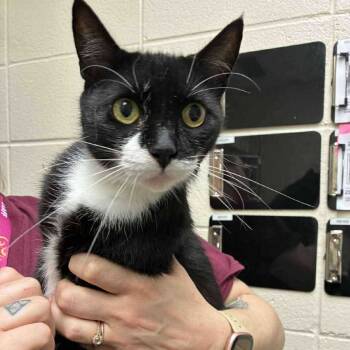 Rescue Domestic Short Hair Cats for Adoption in Union, Missouri - Nadia | PetCurious