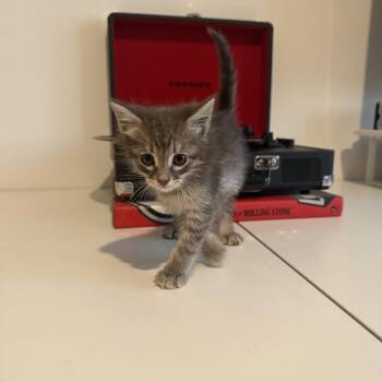 Tiny -  Domestic Short Hair Cat for Adoption in Tustin, California - Tiny | PetCurious
