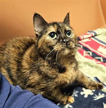 Domestic Short Hair Cats Available for Adoption in Clyde, North Carolina - CHICKADEE | PetCurious