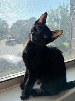 Edgar Allen Paws AM -  Domestic Short Hair Cat Available for Adoption in Greenville, South Carolina - Edgar Allen Paws AM | PetCurious