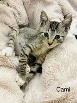 Camry -  Domestic Short Hair Cat for Adoption in Gainesville, Florida - Camry | PetCurious