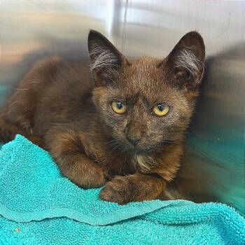 Zero -  Domestic Short Hair Cat for Adoption in Hannibal, Missouri - Zero | PetCurious