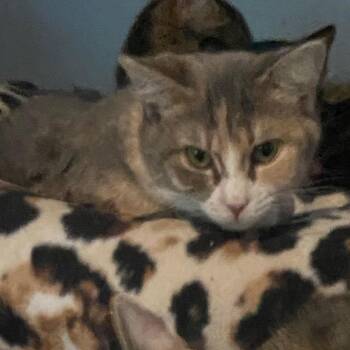 Rescue Dilute Calico and Domestic Short Hair Cats for Adoption in Andover, Minnesota - Gia | PetCurious
