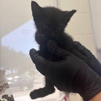 Sequoia -  Domestic Short Hair Cat for Adoption in Corpus Christi, Texas - Sequoia | PetCurious