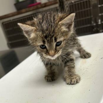 Domestic Short Hair Cats Available for Adoption in Ottawa, Kansas - Mango | PetCurious