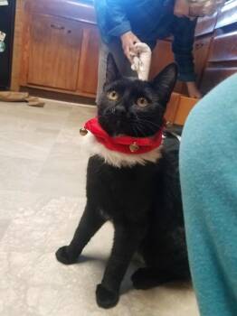 Rescue Domestic Short Hair Cats for Adoption in Little Falls, New York - Ella | PetCurious