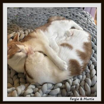 Rescue Domestic Short Hair Cats for Adoption in Winston-salem, North Carolina - Fergie & Murtie - Pawsitively Purrfect Brothers! | PetCurious