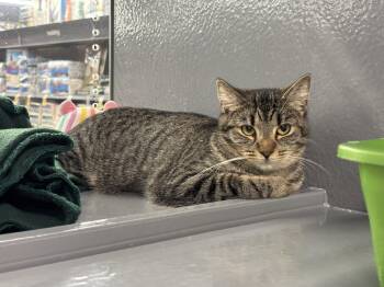 Domestic Short Hair Cats Available for Adoption in Longwood, Florida - Lena | PetCurious