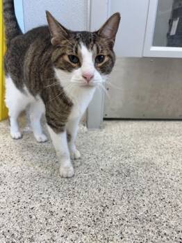 Pigeon -  Domestic Short Hair Cat for Adoption in Lafayette, Indiana - Pigeon | PetCurious