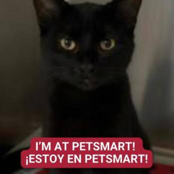 Domestic Short Hair Cats Available for Adoption - Squid | PetCurious