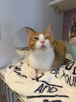 Smitty -  Domestic Short Hair Cat for Adoption in Wheaton, Illinois - Smitty | PetCurious