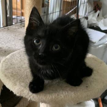 Alina Estep -  Domestic Short Hair Cat for Adoption in Woodstock, Virginia - Alina Estep | PetCurious