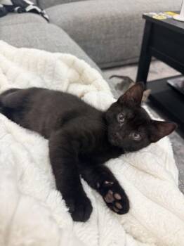 Domestic Short Hair Cats Available for Adoption in Honolulu, Hawaii - Bleu | PetCurious