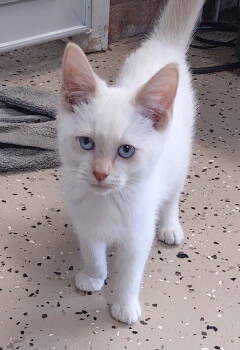 Rescue Siamese Cats for Adoption in Albemarle, North Carolina - Cassian | PetCurious