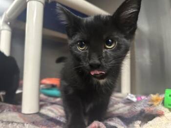 Onward (with Upward) -  Domestic Short Hair Cat for Adoption in Richmond, Virginia - Onward (with Upward) | PetCurious