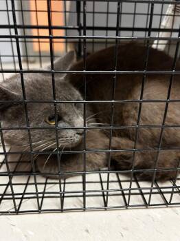 Domestic Short Hair Cats Available for Adoption in Morgantown, Kentucky - Abbott Cat 18 | PetCurious