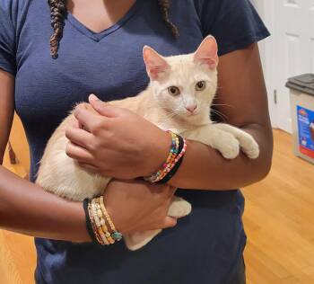 Rescue Domestic Short Hair Cats for Adoption in Smithfield, Virginia - Suber | PetCurious