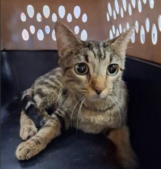 BETTY -  Domestic Short Hair Cat for Adoption in Killeen, Texas - BETTY | PetCurious